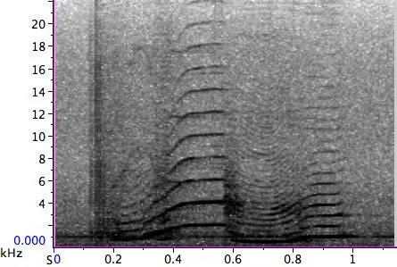 Orca S2 discrete call spectrogram