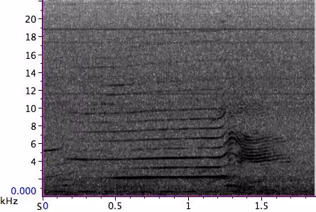 S3 orca call spectrogram