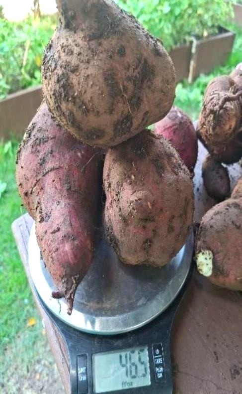 Residenciales del Interior y Noroeste de la Isla Se Adiestran en Agricultura - Foto 8