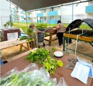 Residenciales del Interior y Noroeste de la Isla Se Adiestran en Agricultura - Foto 3