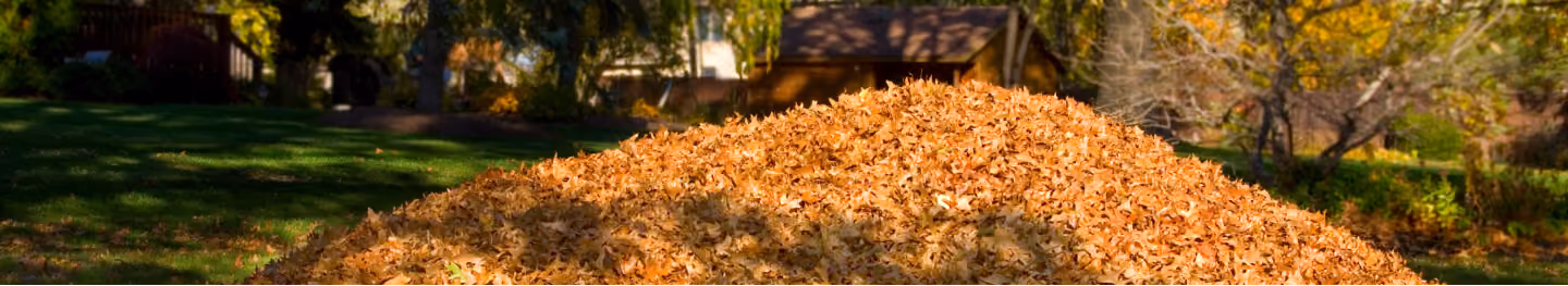 Autumn leaves on a green lawn