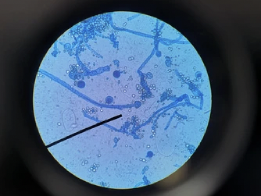 St John's Ravenscourt Weekly Review (11/13/25)