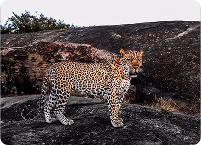 APRENDIZAJE: Fomenta tu curiosidad durante el viaje con nuestras charlas de Safari para tener un contexto de lo que estás viviendo.