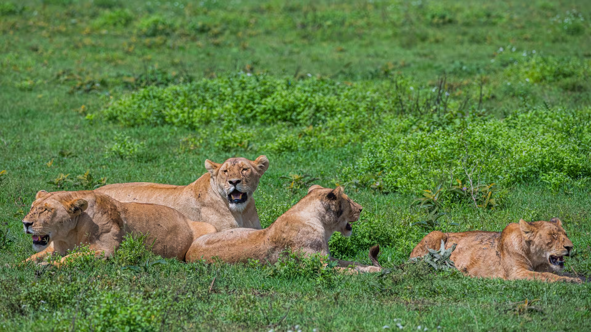 Female lions