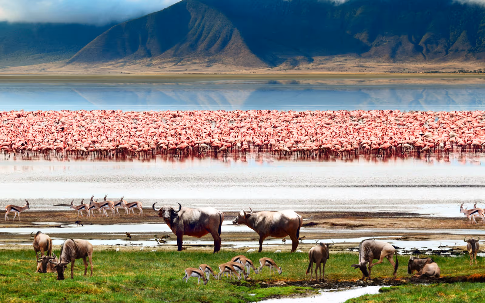 Lago Manyara: flamencos y bosque subacuático