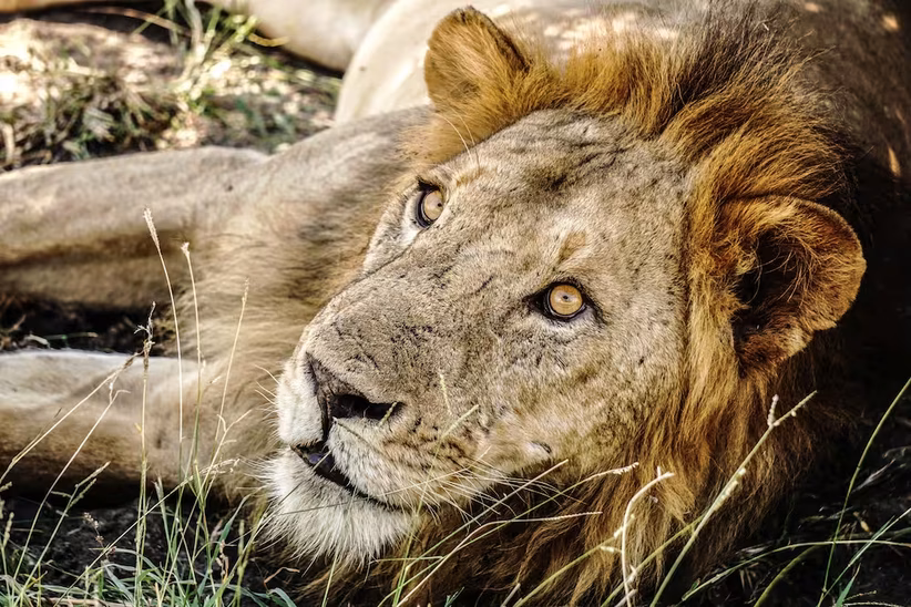 Lion laying in the grass and looking up