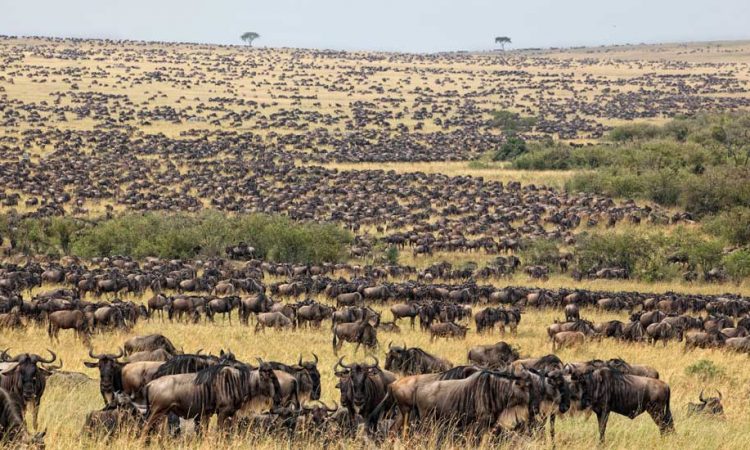 La gran migración en el Serengeti: cuándo verla, dónde ir y cómo planificar tu safari