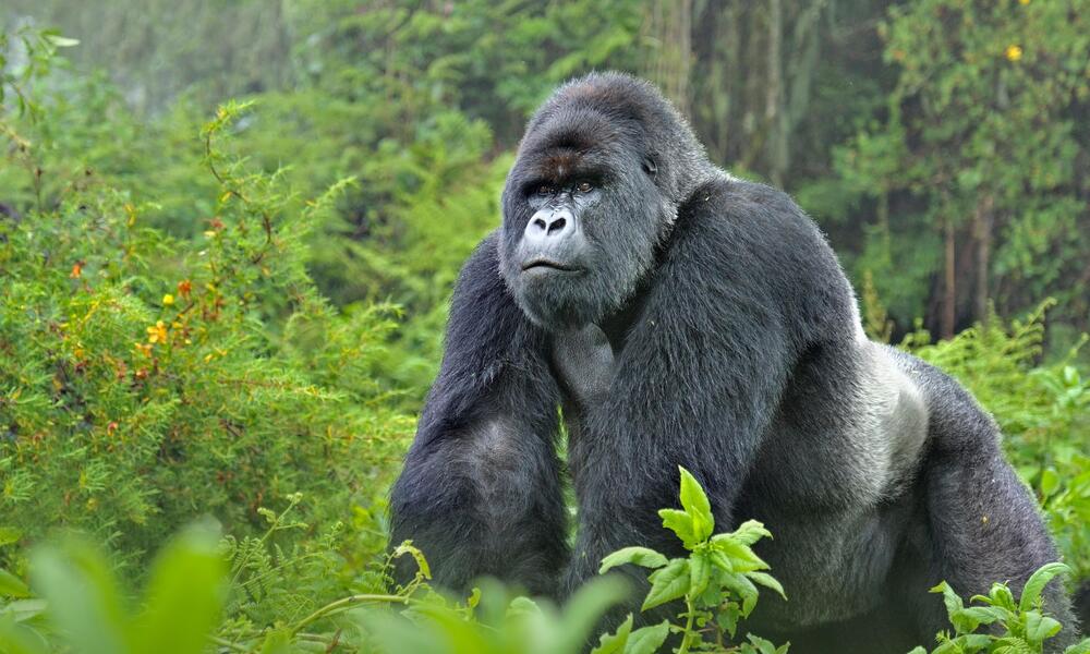 Gorilas en Uganda o Ruanda: comparación total para elegir bien
