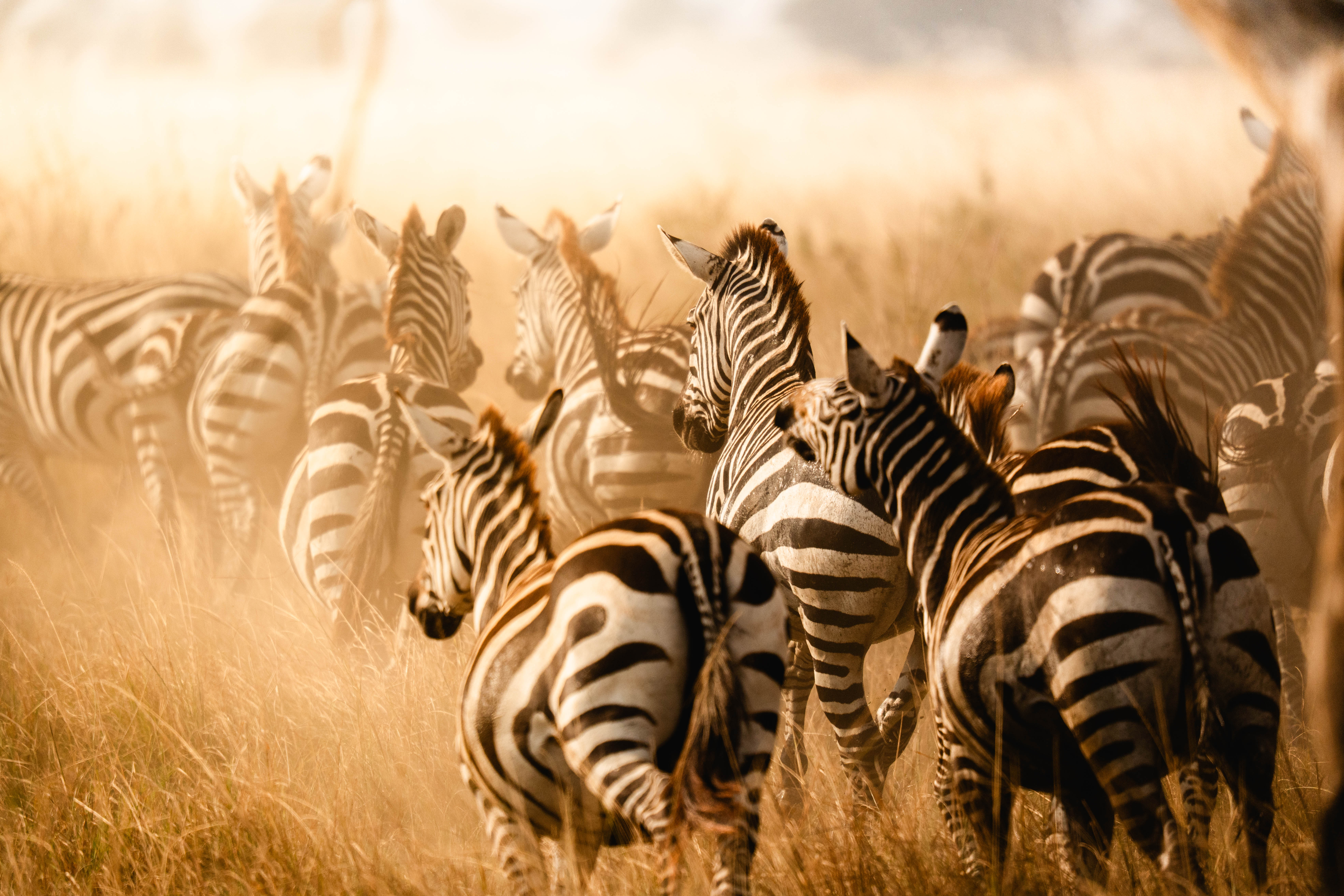 Qué ver en Tanzania en 7 días (norte clásico): itinerario, mapas y alternativas