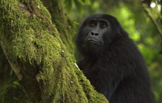 Un gorila de montaña observa atento entre los árboles cubiertos de musgo en Uganda