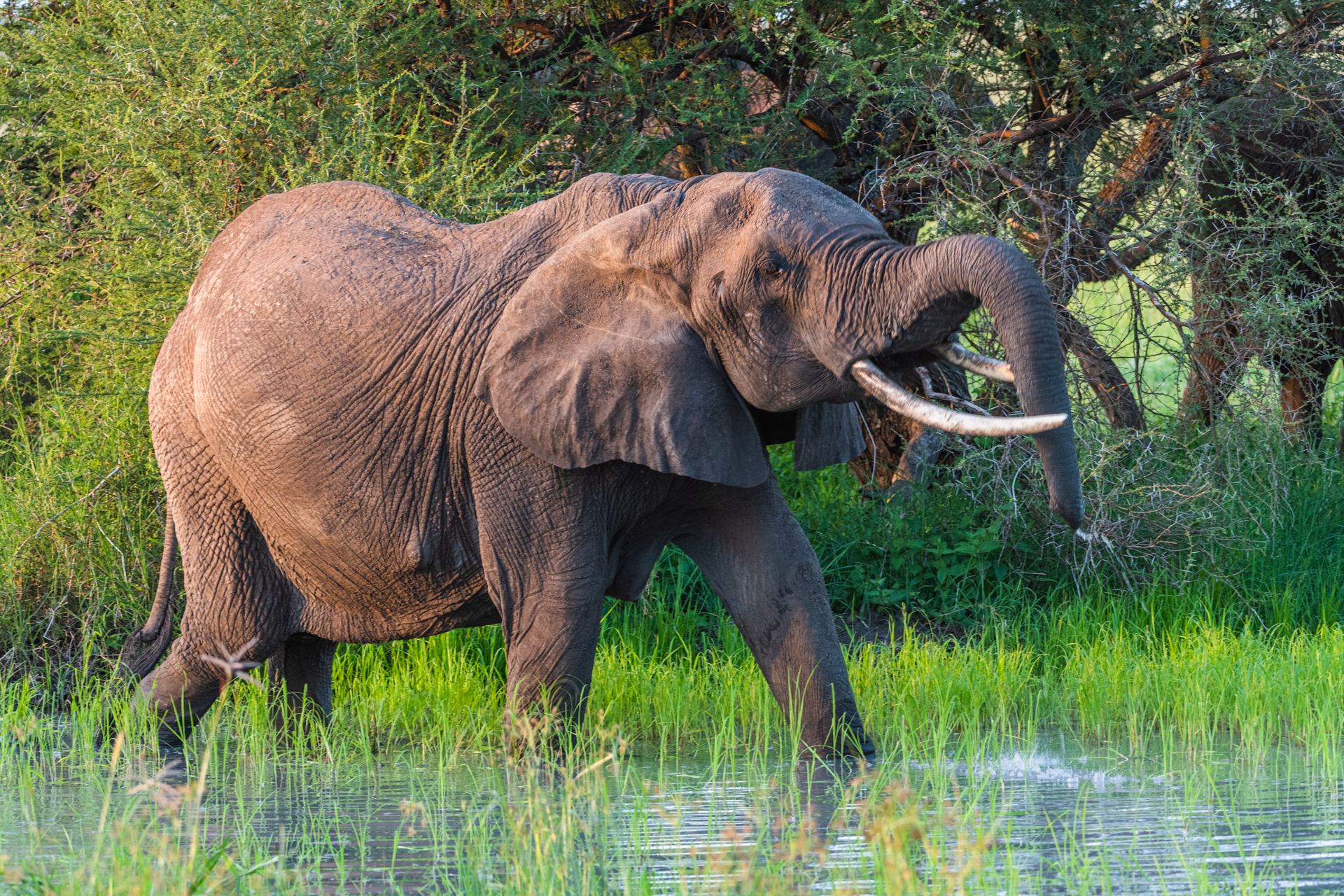 5 Curiosidades sobre el Elefante Africano