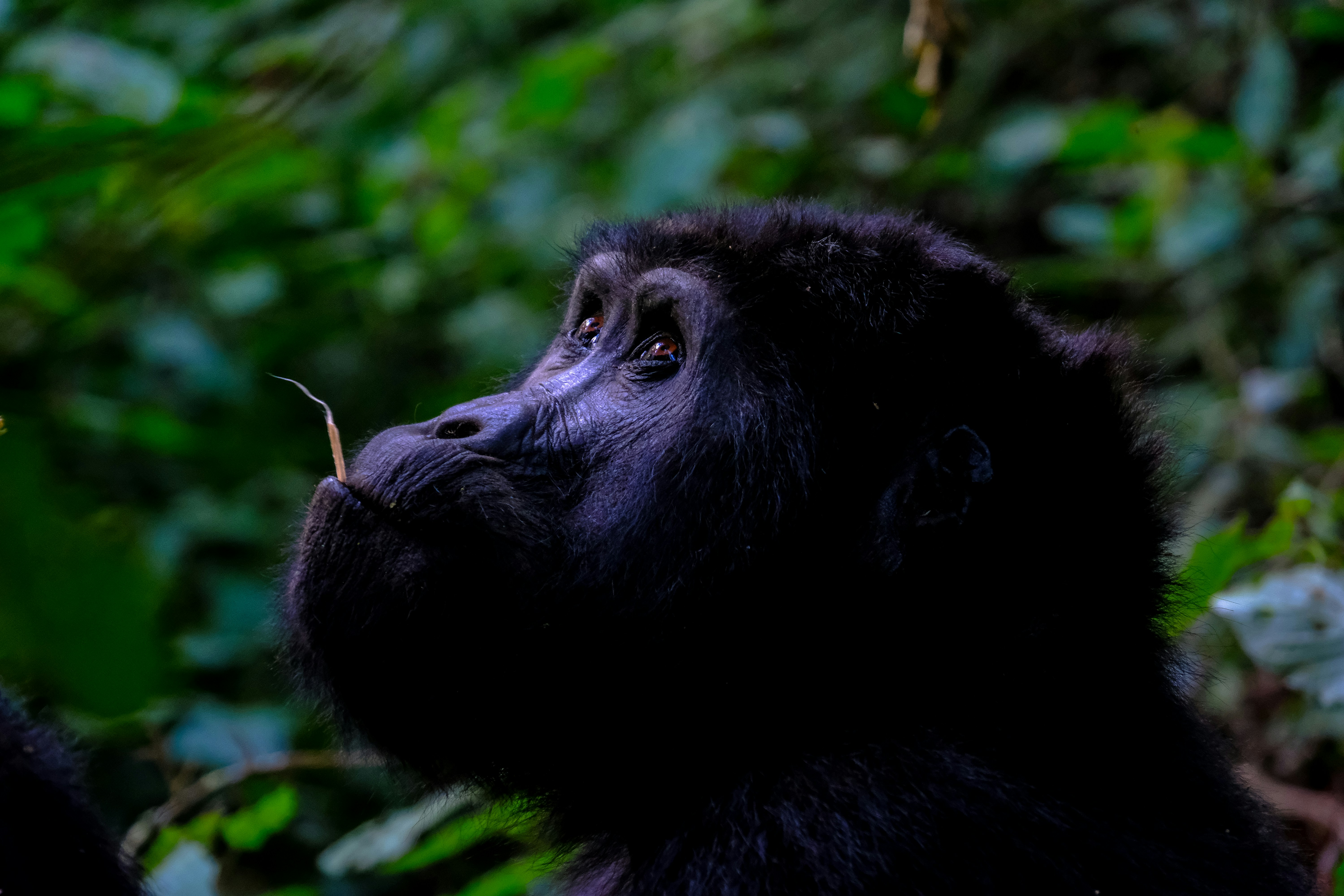 Guía Completa de los Permisos de Safari en Uganda (Gorilas y Chimpancés)