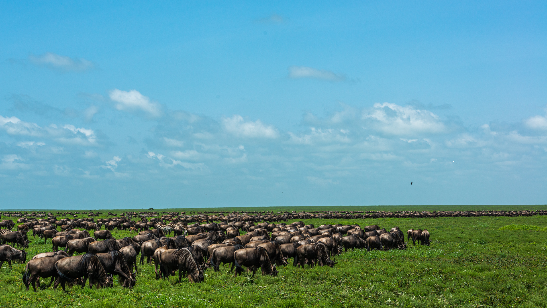 Safari en el Serengeti: por qué es imprescindible en tu viaje a Tanzania