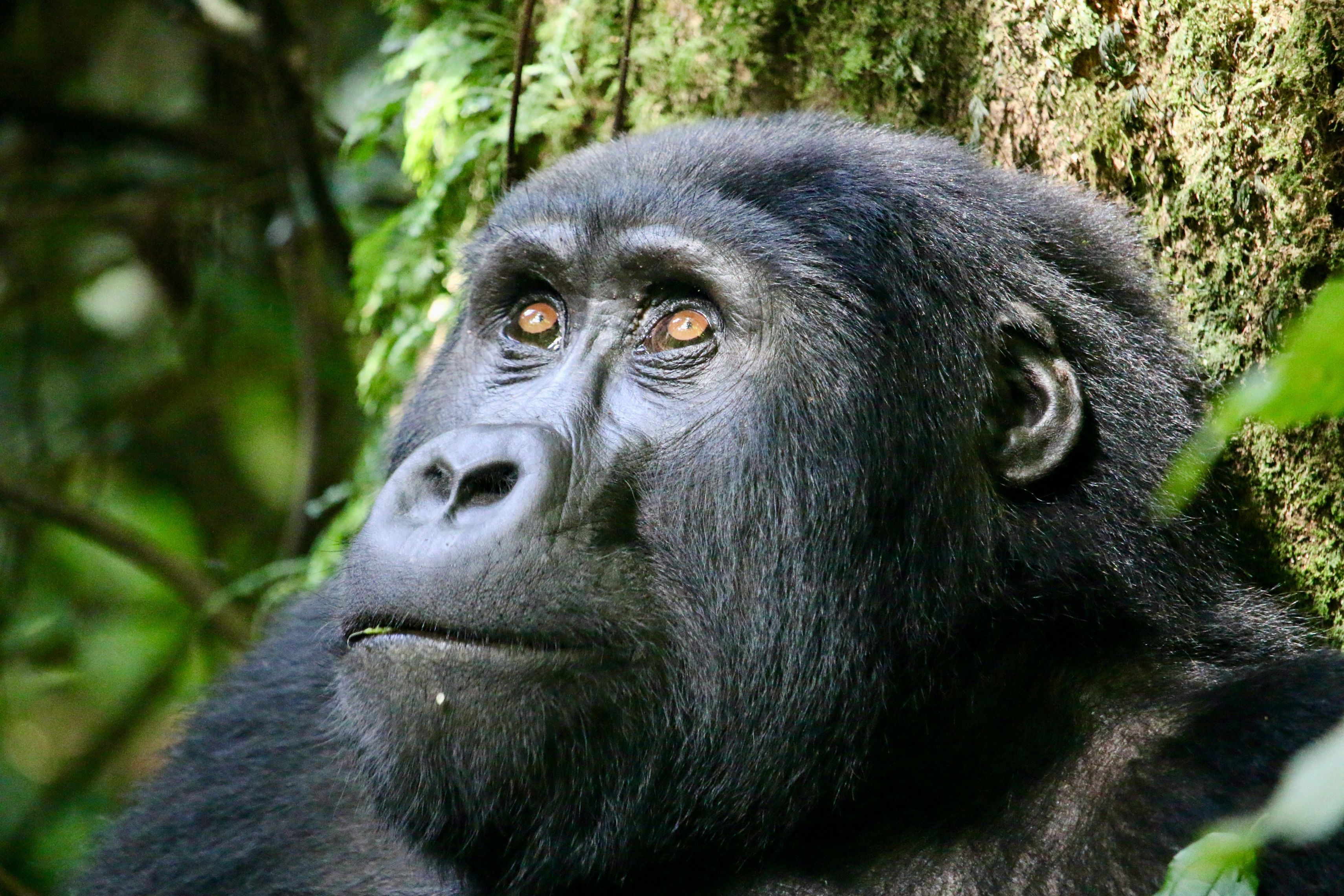 Bwindi y los últimos gorilas de montaña