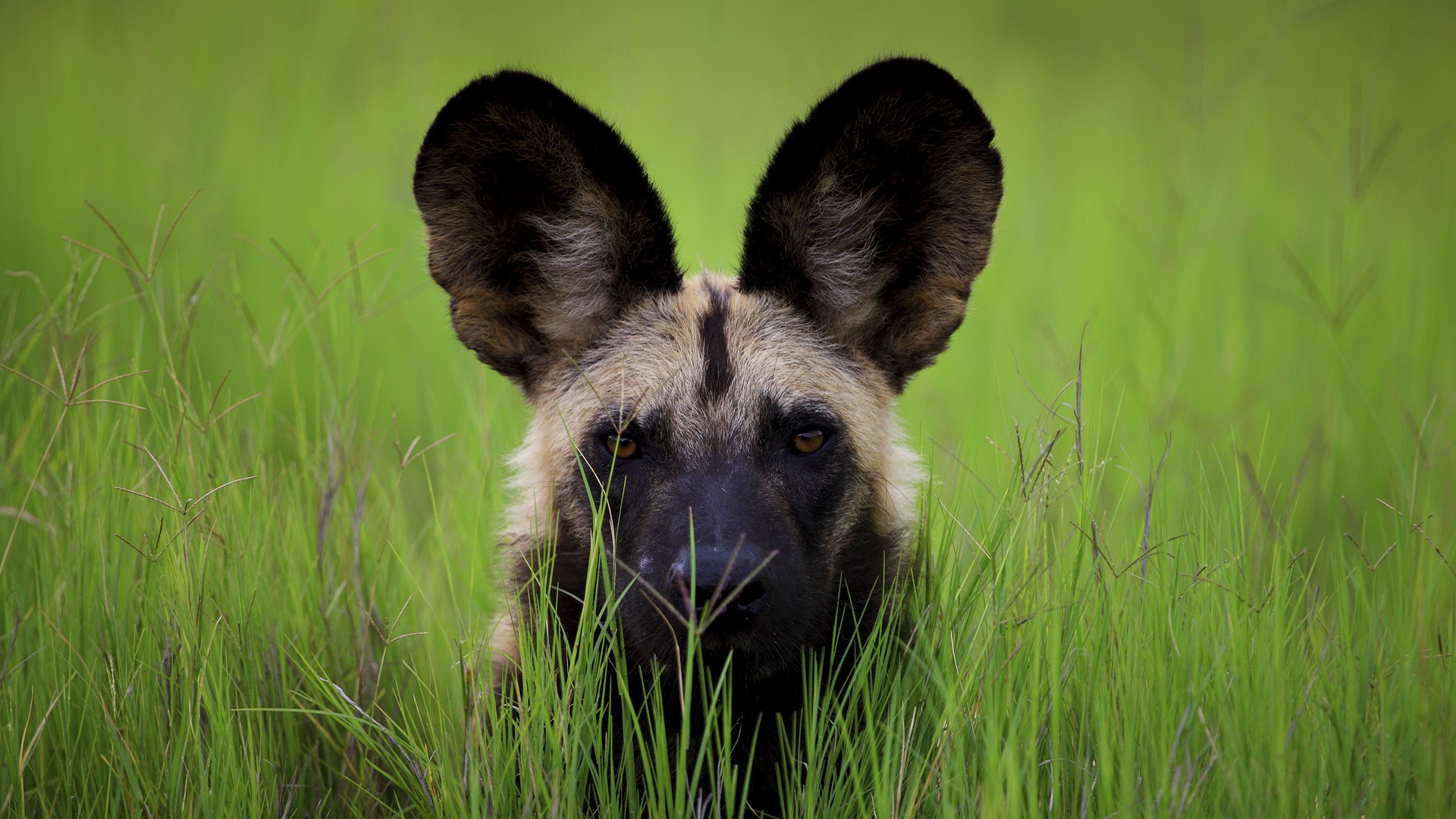 Perro salvaje africano asomando entre la hierba verde con sus grandes orejas erguidas