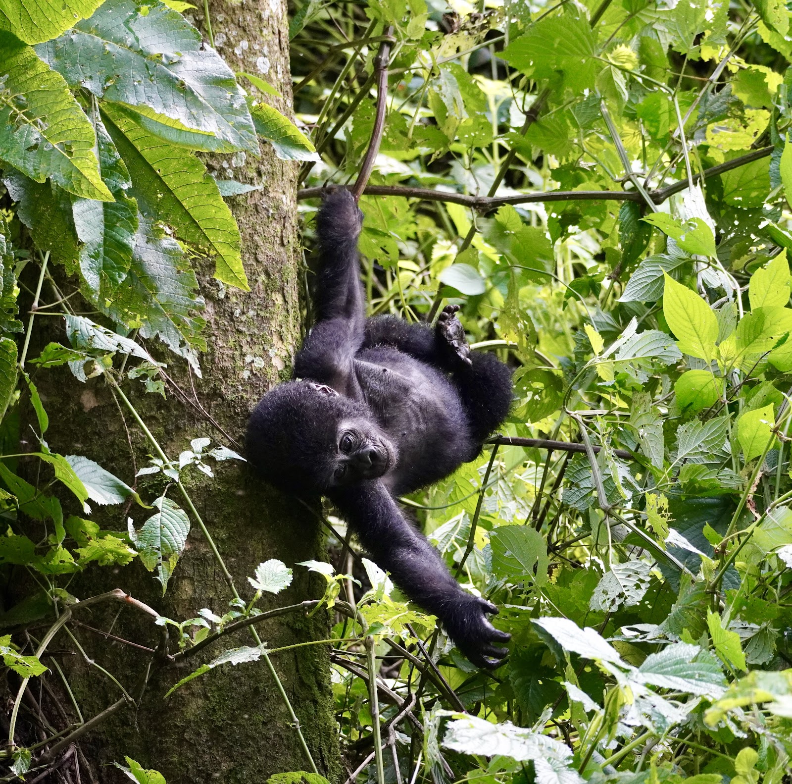 Cría de gorila trepando juguetona entre ramas y hojas verdes en la selva