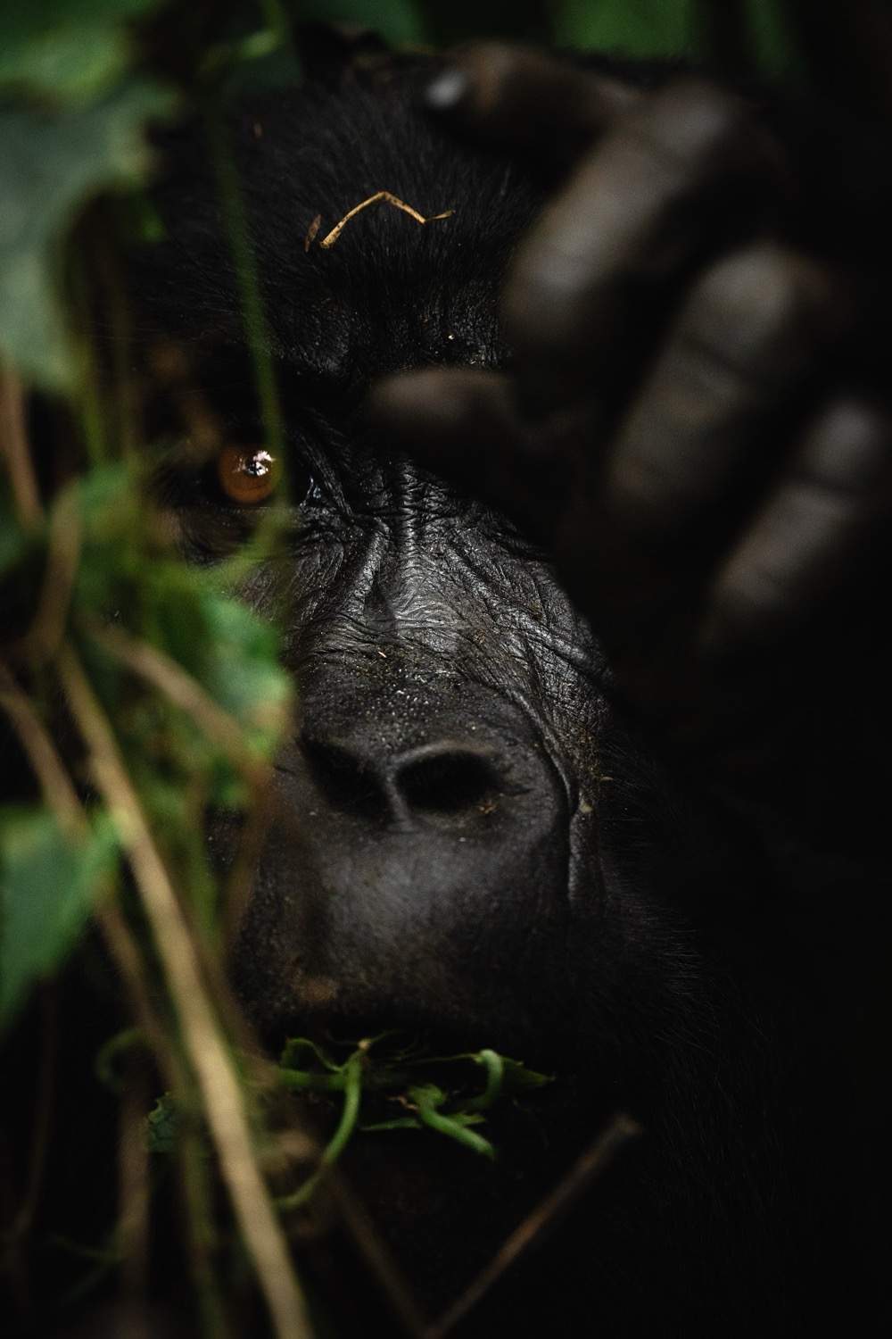 Primer plano del rostro de un gorila entre ramas y hojas verdes de la selva