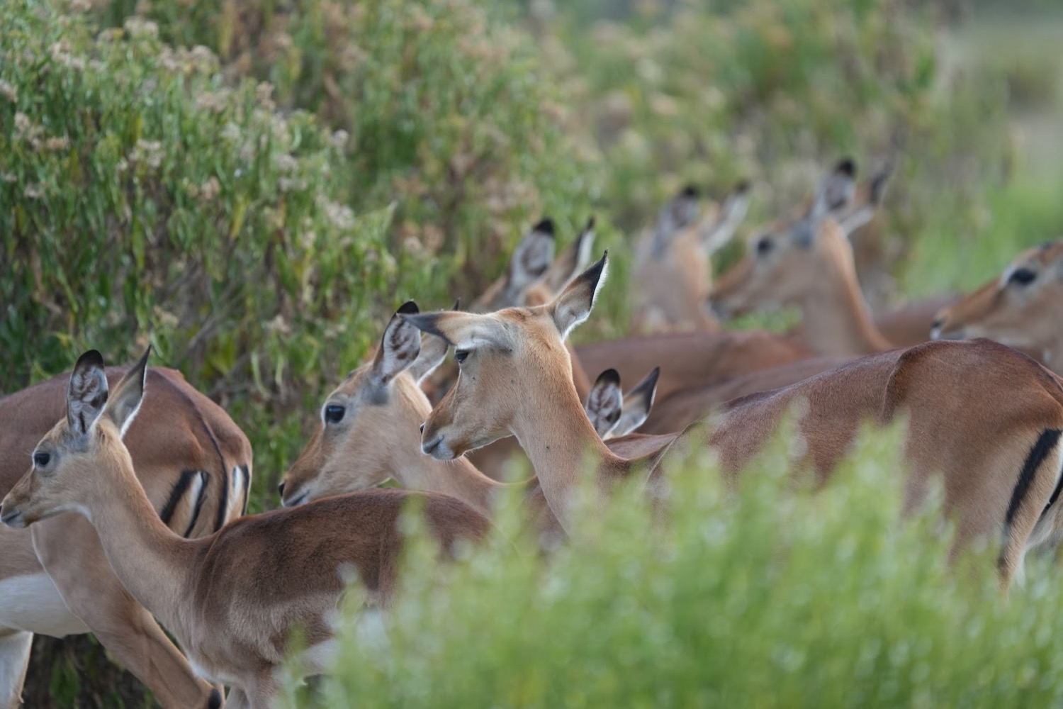 Herd of female impalas moving through green savanna shrubs and vegetation
