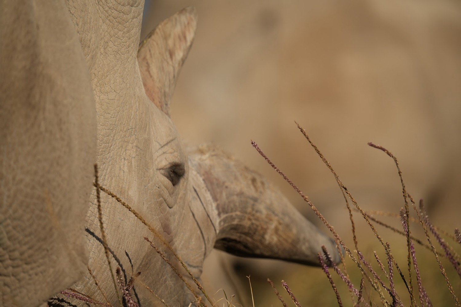 Close-up of a rhino's face and horn partially hidden among dry savanna grasses