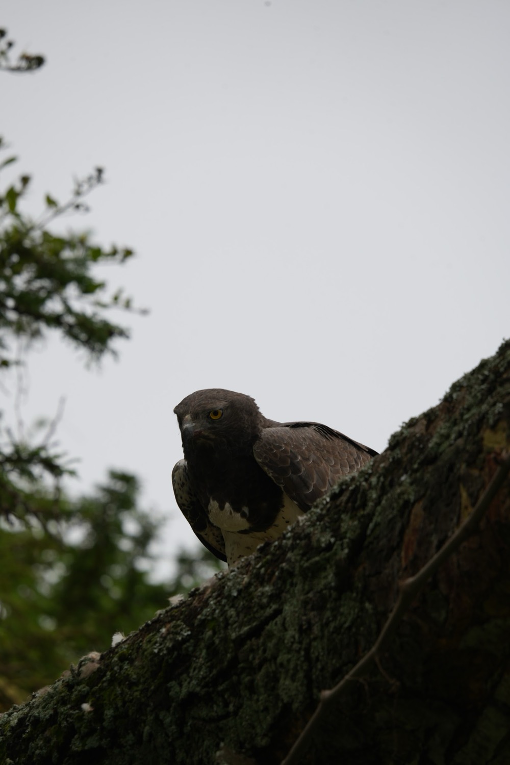 Águila marcial posada en una rama cubierta de líquenes bajo cielo nublado