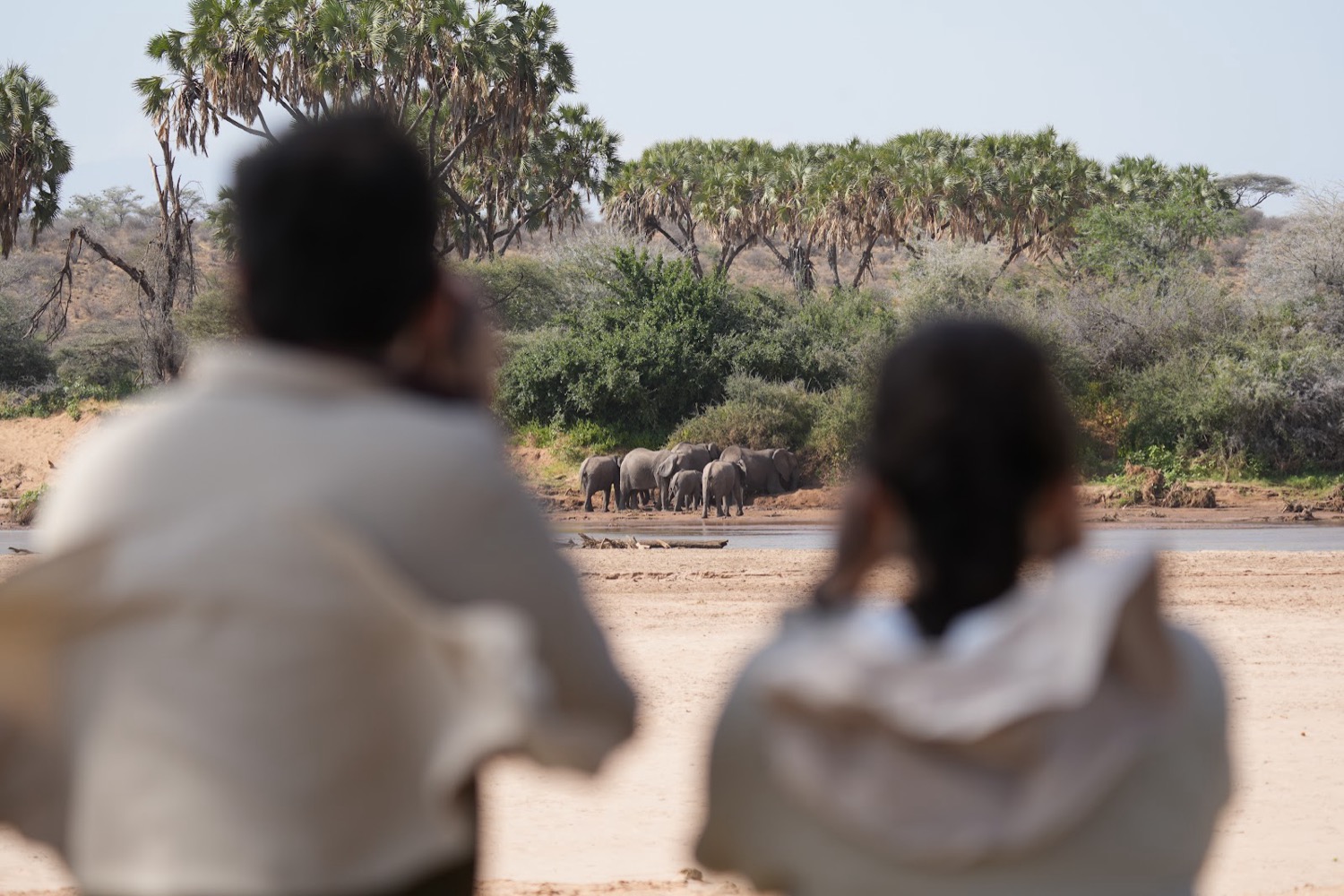 Two people watch a herd of elephants drinking at a dry sandy riverbank lined with palm trees