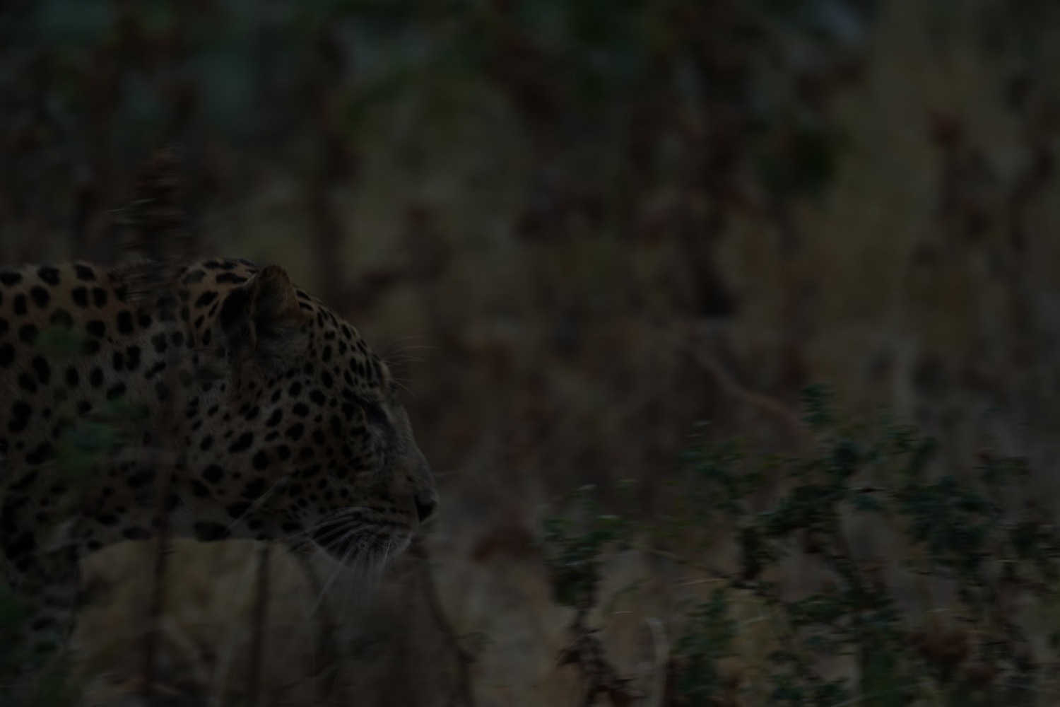 Lleopard amb taques negres mirant cap amunt entre la vegetació fosca al capvespre