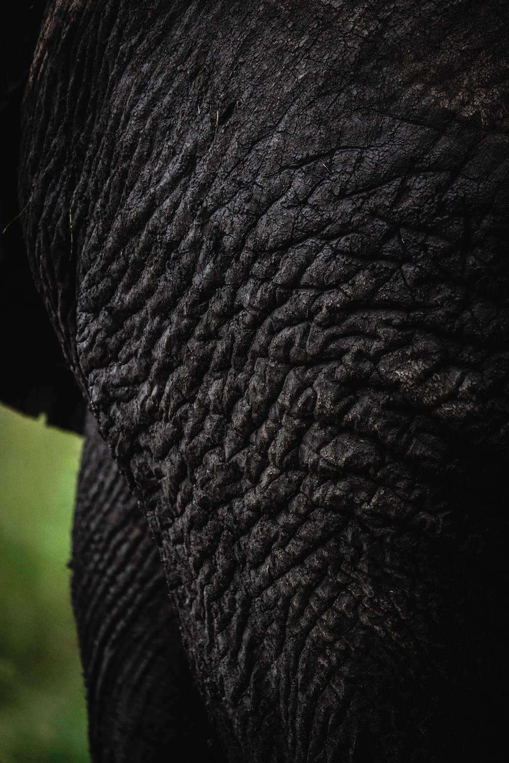 Primer plano de la piel arrugada y oscura de un elefante con fondo verde desenfocado