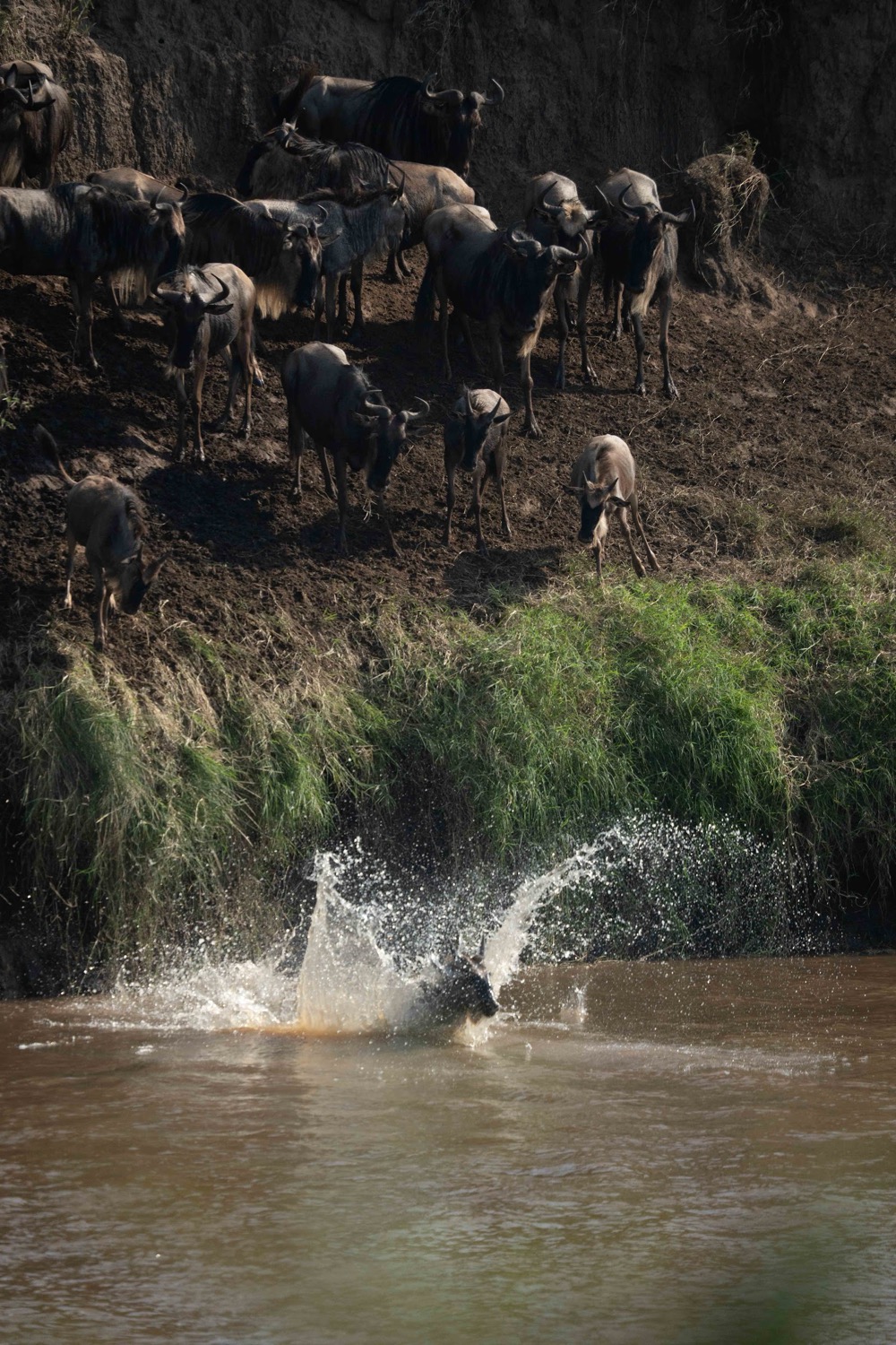 Herd of wildebeest on a steep muddy riverbank as one leaps into murky brown water