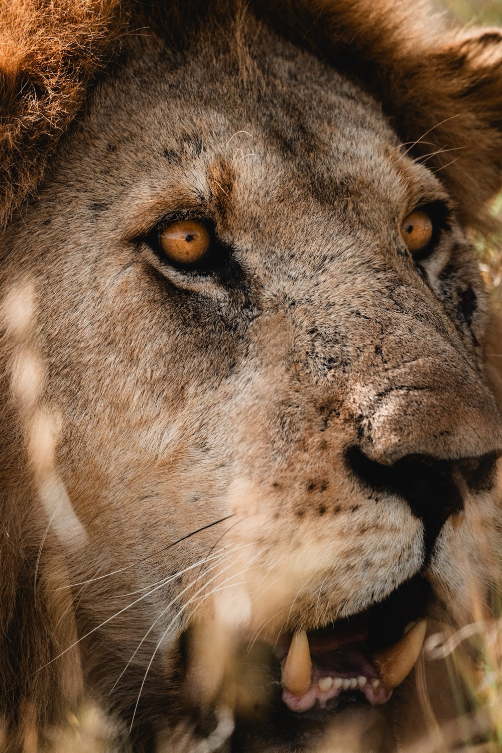 Extreme close-up of a male lion's face with russet mane and piercing amber eyes