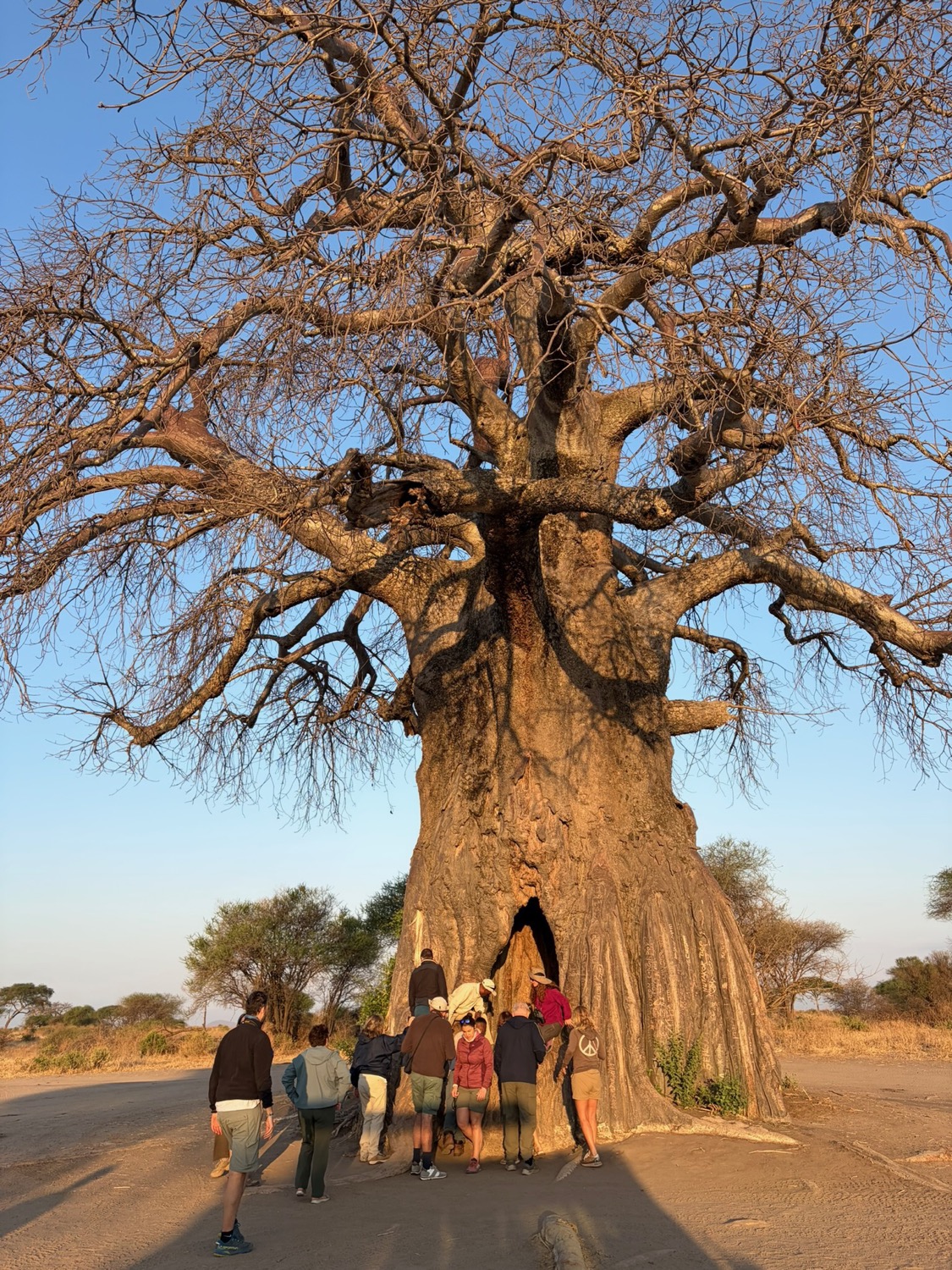 A group of tourists explores the hollow trunk of a massive baobab tree on the African savanna