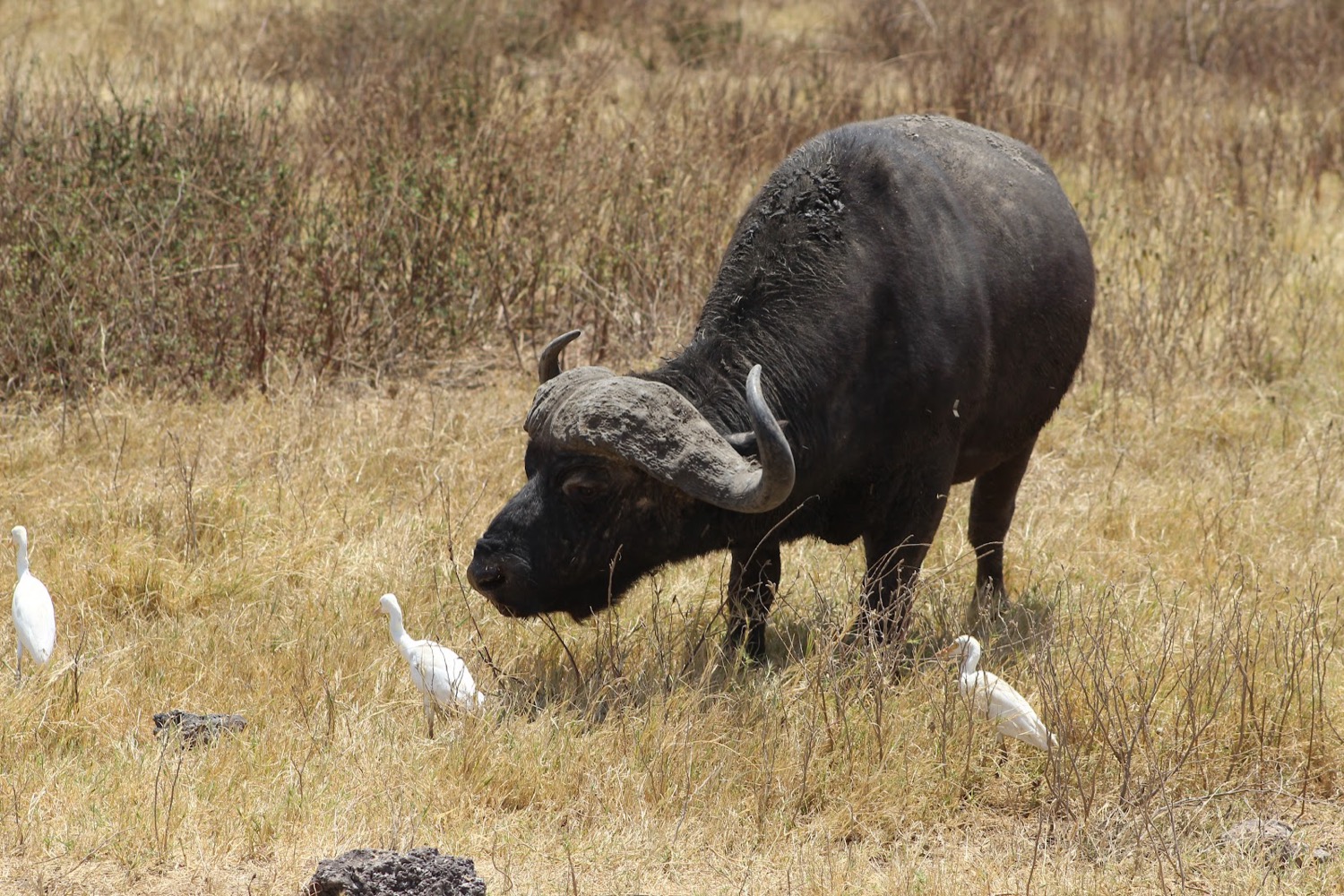 Búfal africà pasturant envoltat de martinets blancs en herba seca de savana