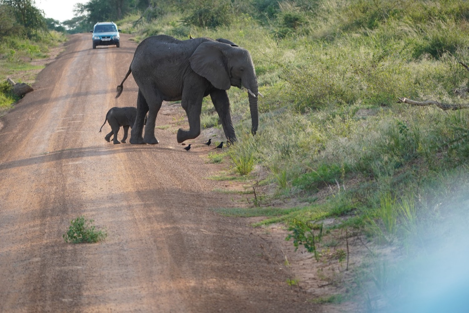 Elefant adult i cria creuen una pista de terra davant d'un vehicle de safari
