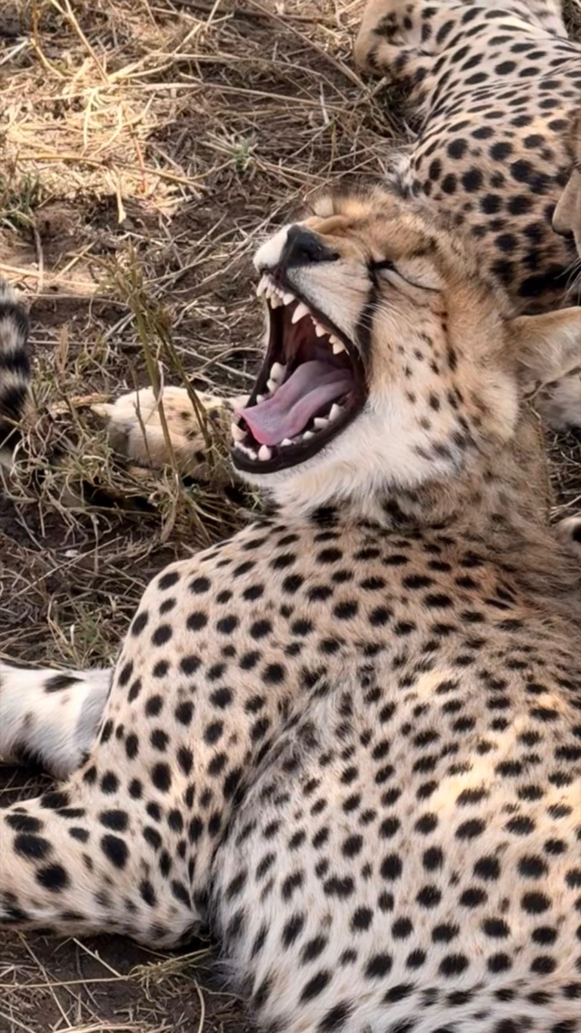 Cheetah yawning wide open beside another cheetah lying on dry grass and earth