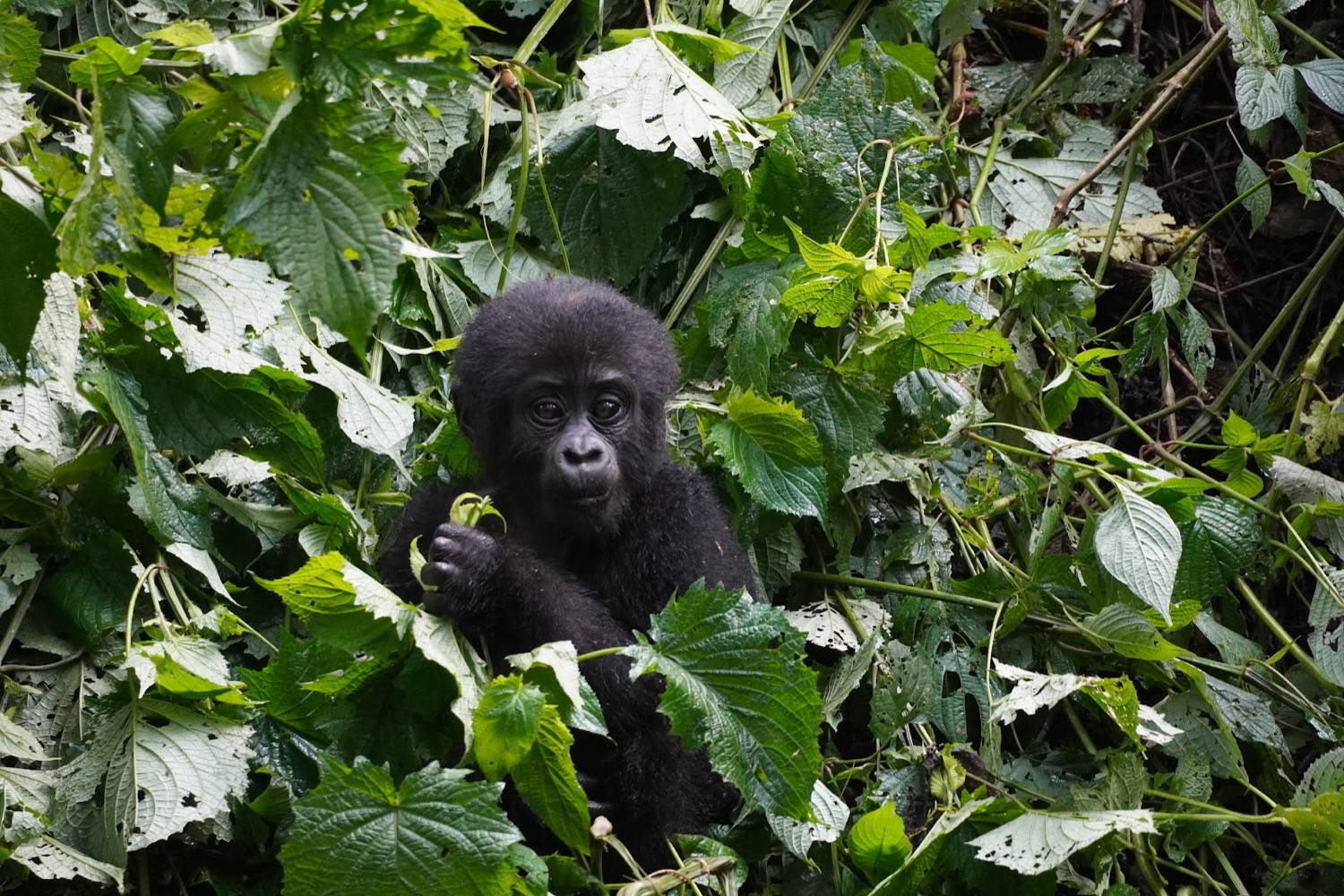 Cria de goril·la entre fulles verdes aguantant una tija i mirant a càmera