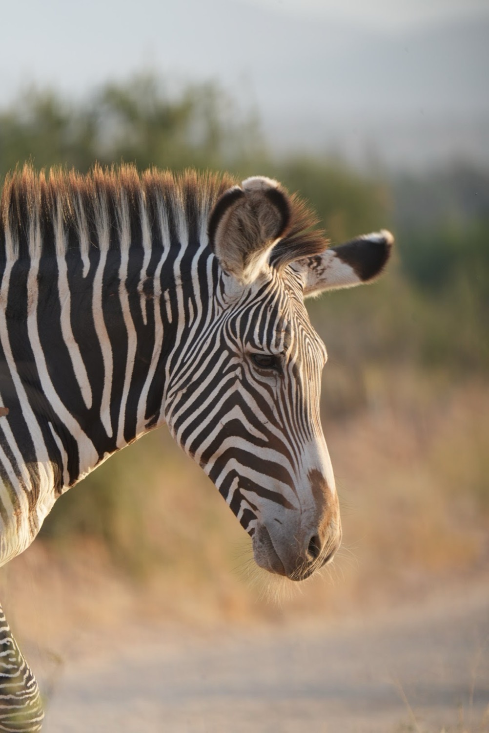 Primer pla del perfil d'una zebra amb ratlles nítides il·luminada per llum daurada al capvespre