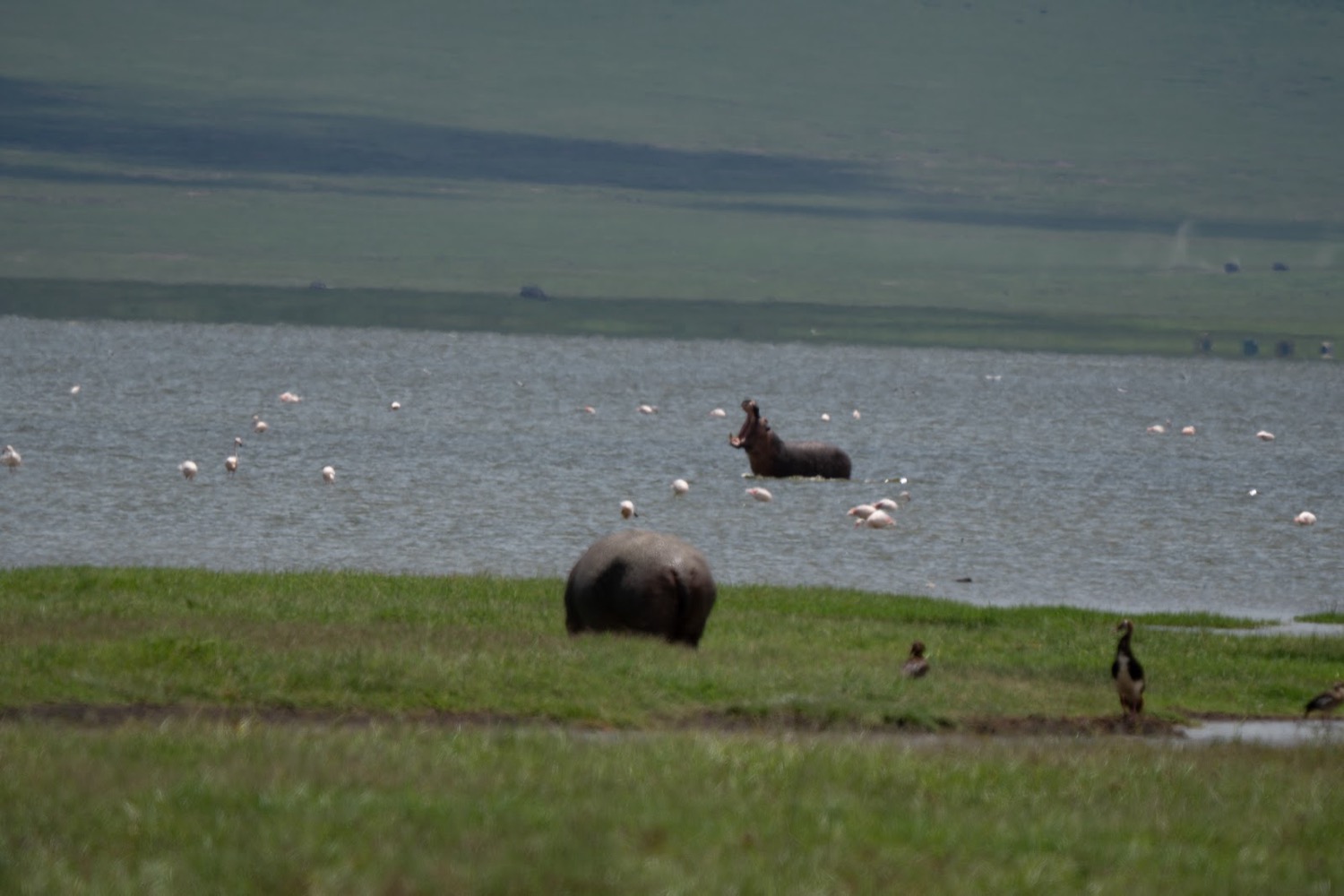 Two hippos beside a lake surrounded by pink flamingos across a green grassy plain