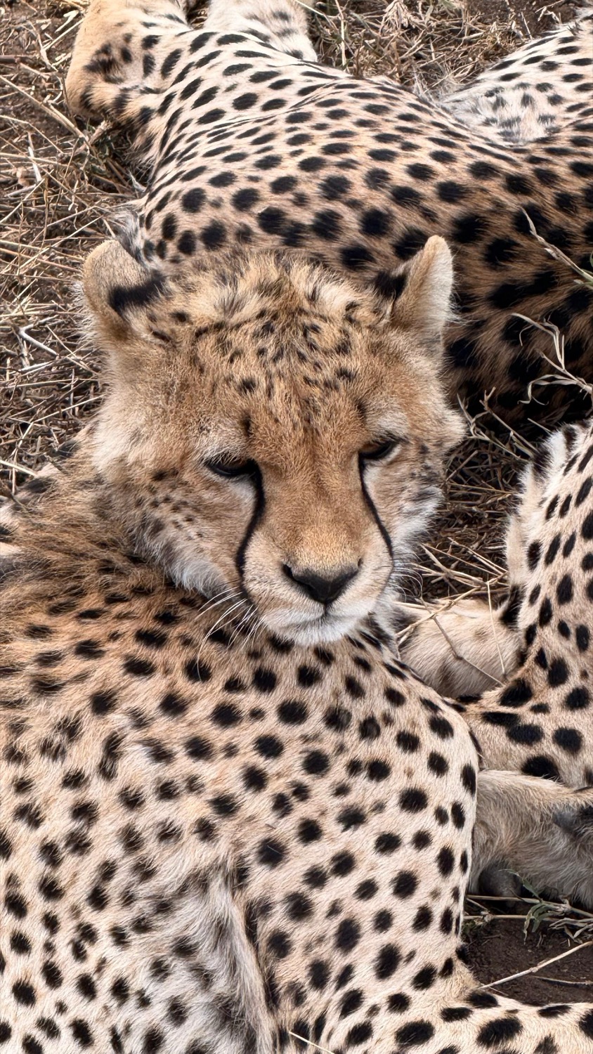 Two cheetahs resting together on dry grass, one gazing directly into the camera