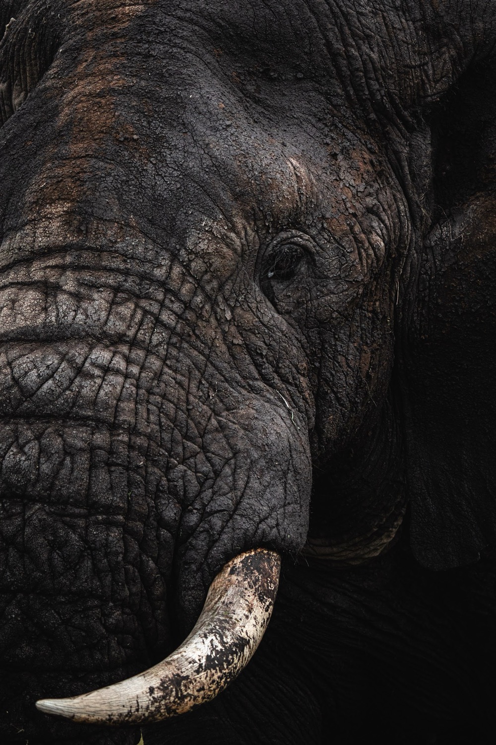 Primer plano del rostro de un elefante con colmillo y piel arrugada oscura