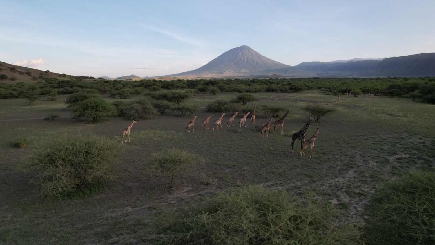 Herd of giraffes walking across open savanna with a conical volcano in the background at dusk