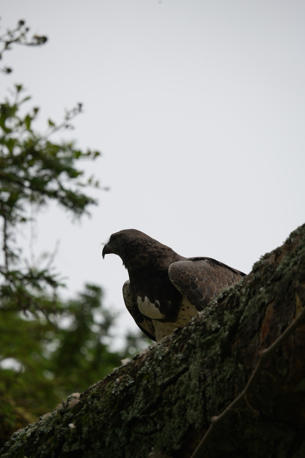 Dark-plumaged raptor perched on a lichen-covered branch beneath an overcast sky