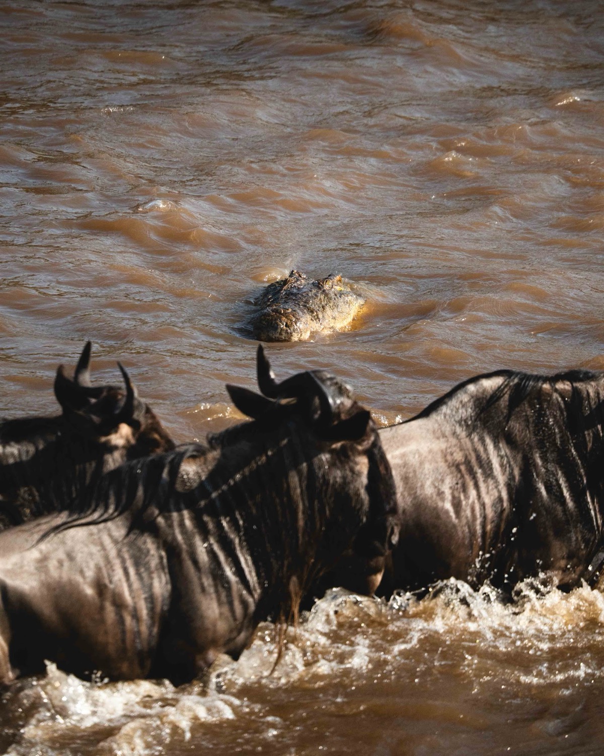 Three wildebeest wade through a murky river as a crocodile lurks at the surface