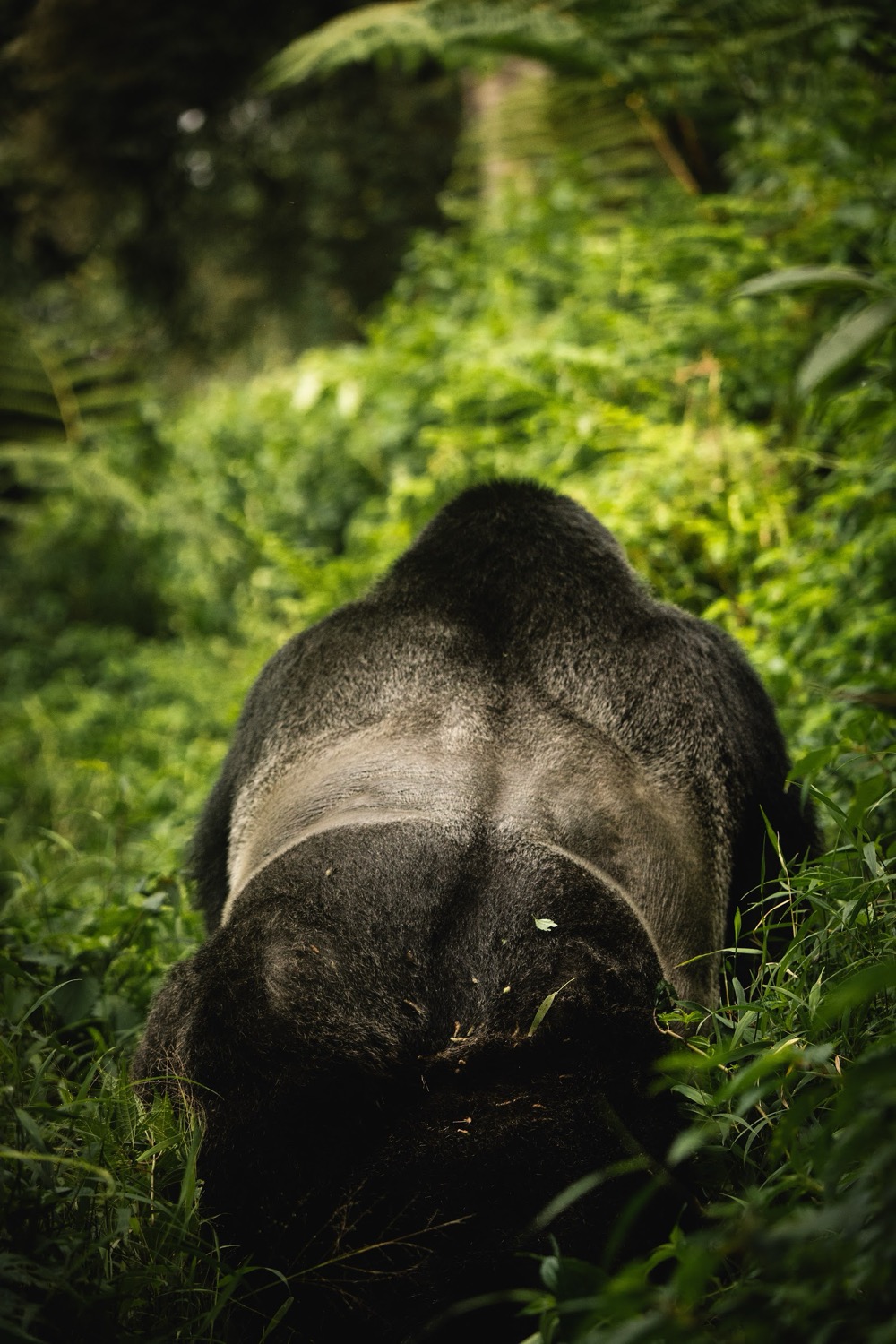 Silverback male gorilla walking away through lush dense green rainforest undergrowth