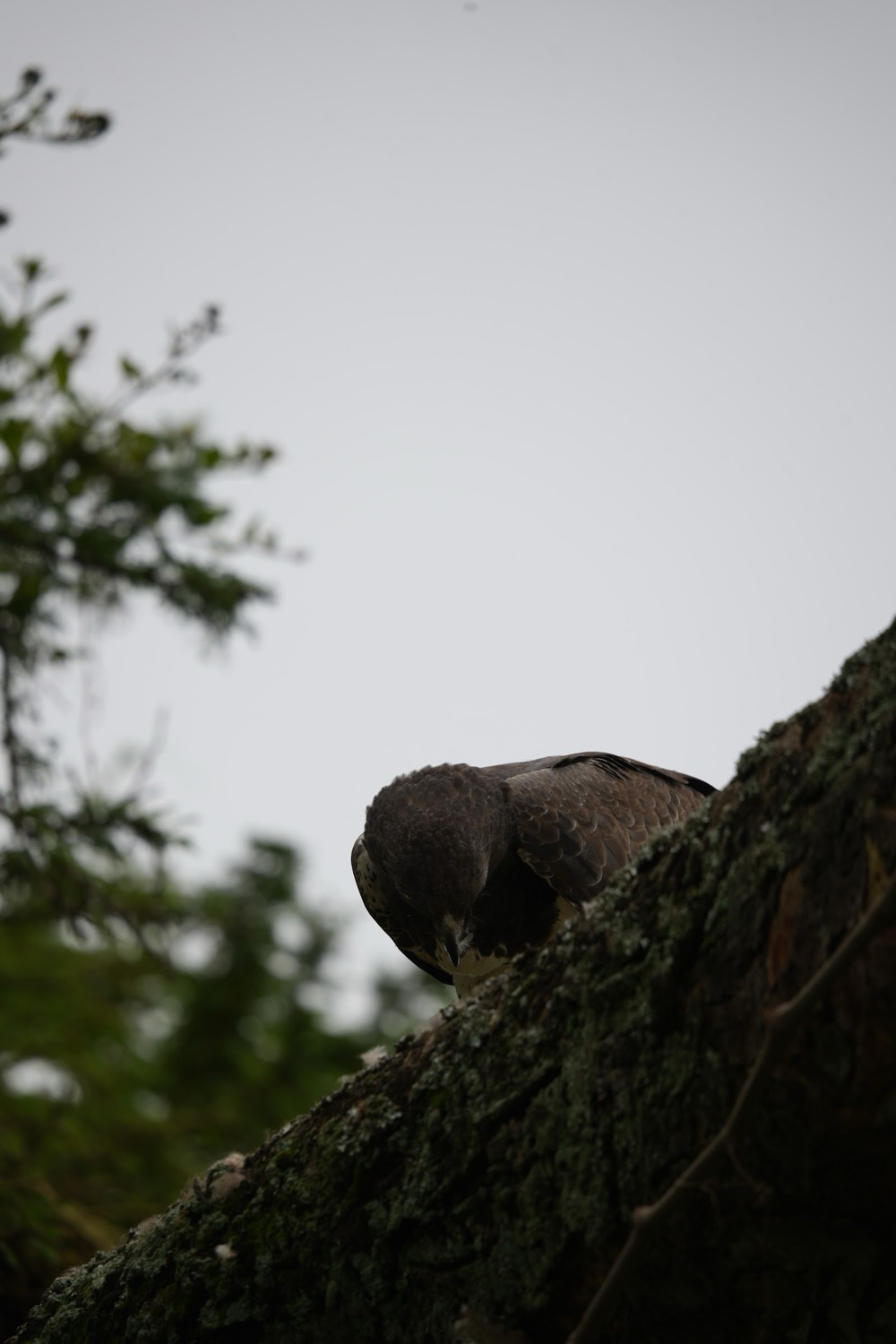 A raptor perched on a moss-covered tree trunk beneath an overcast sky with trees behind