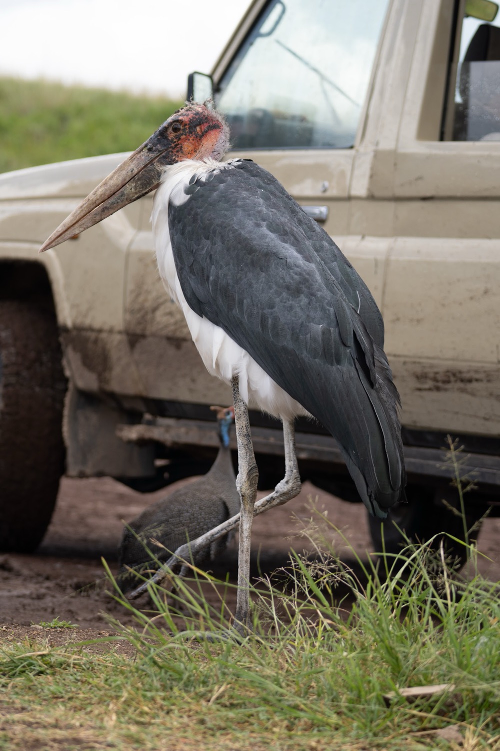 Marabou stork standing beside a muddy safari vehicle on grassy ground