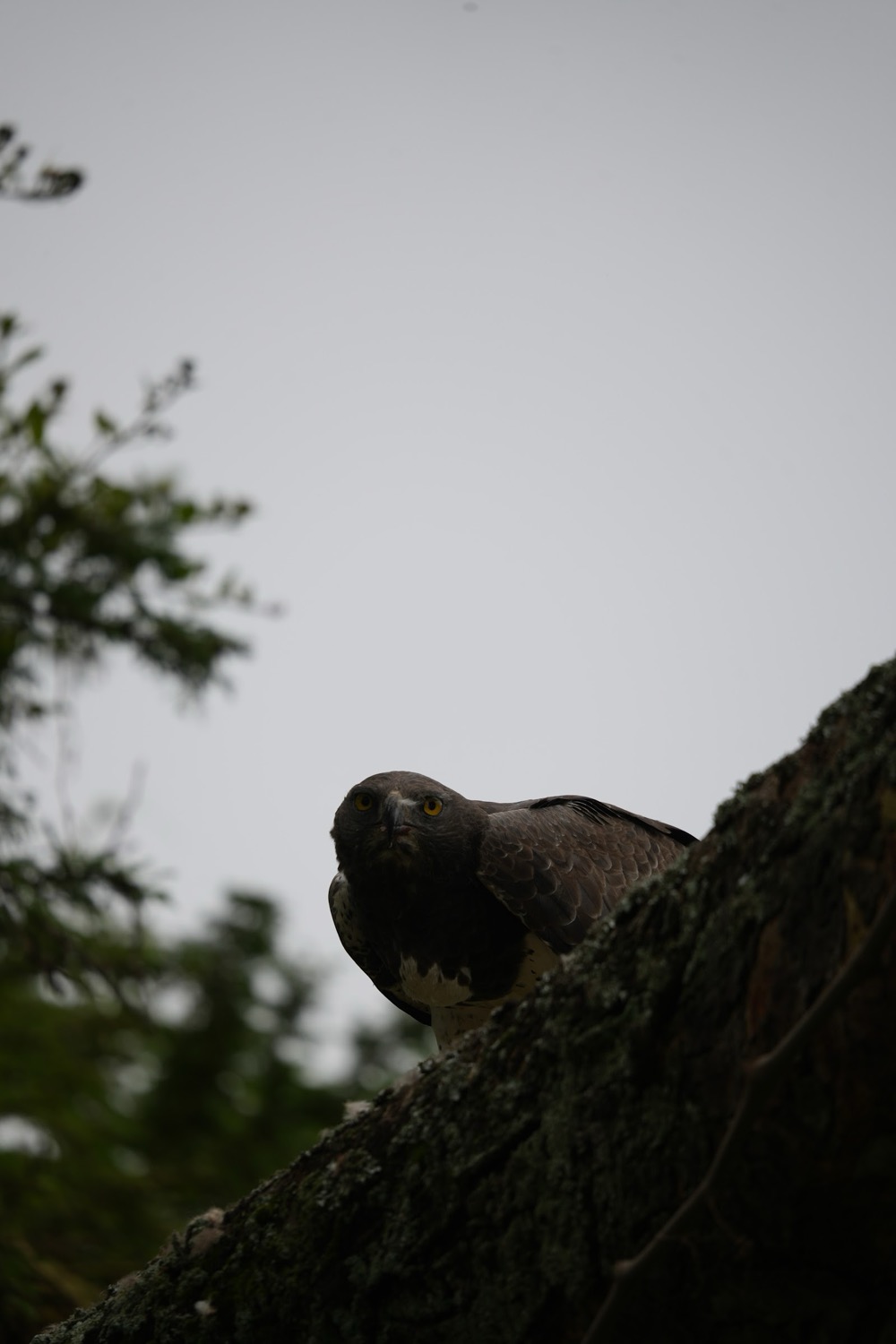 Yellow-eyed raptor perched on a lichen-covered tree branch under an overcast sky