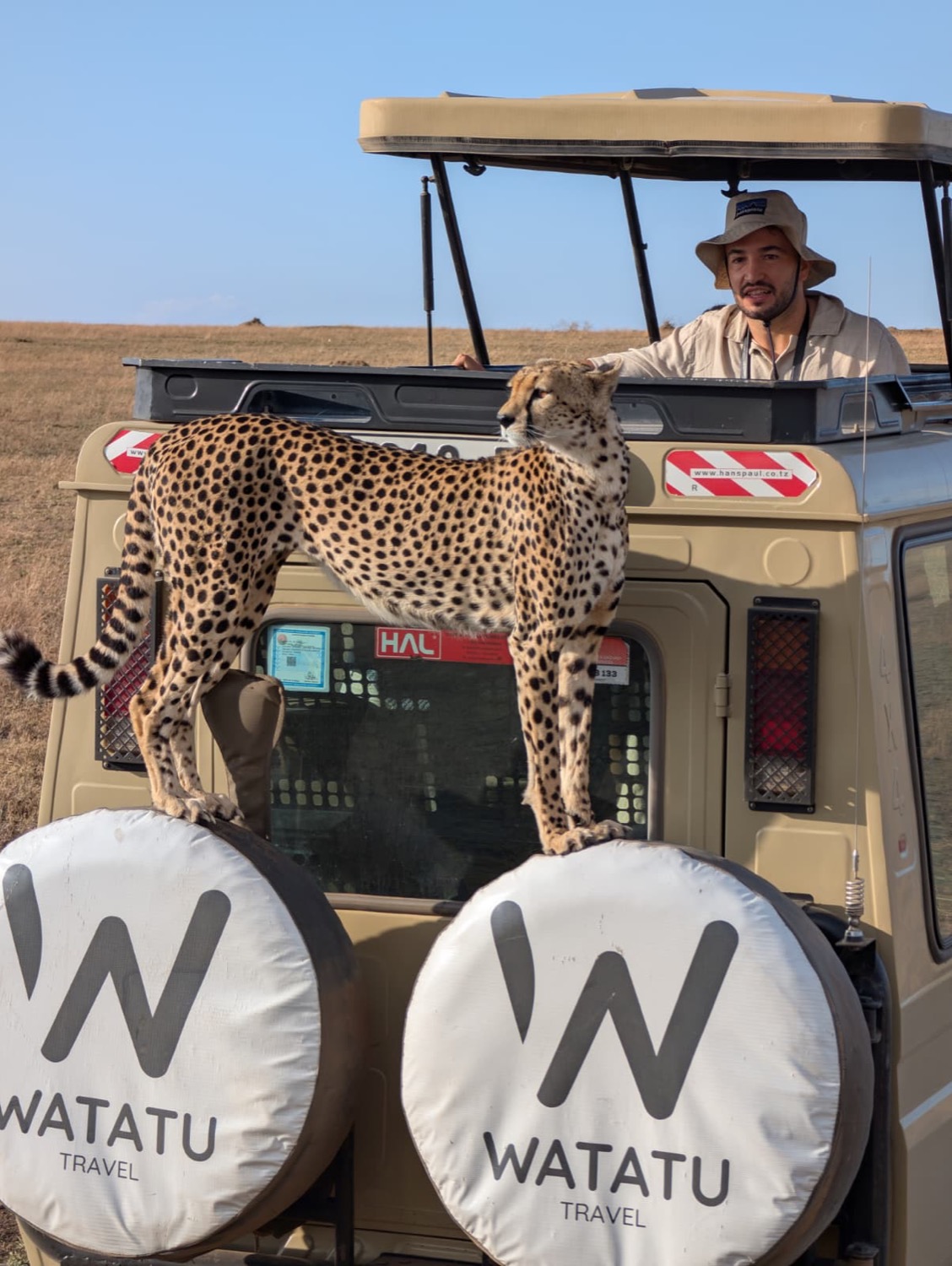 A cheetah standing on the rear of a safari vehicle while a tourist watches from the open roof