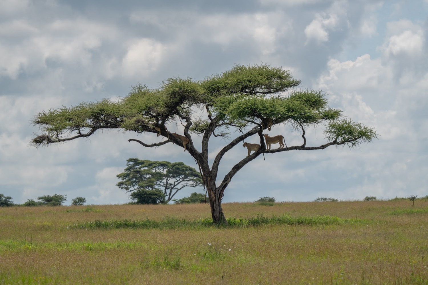 Several lionesses resting on the branches of a lone acacia tree across open savanna grassland