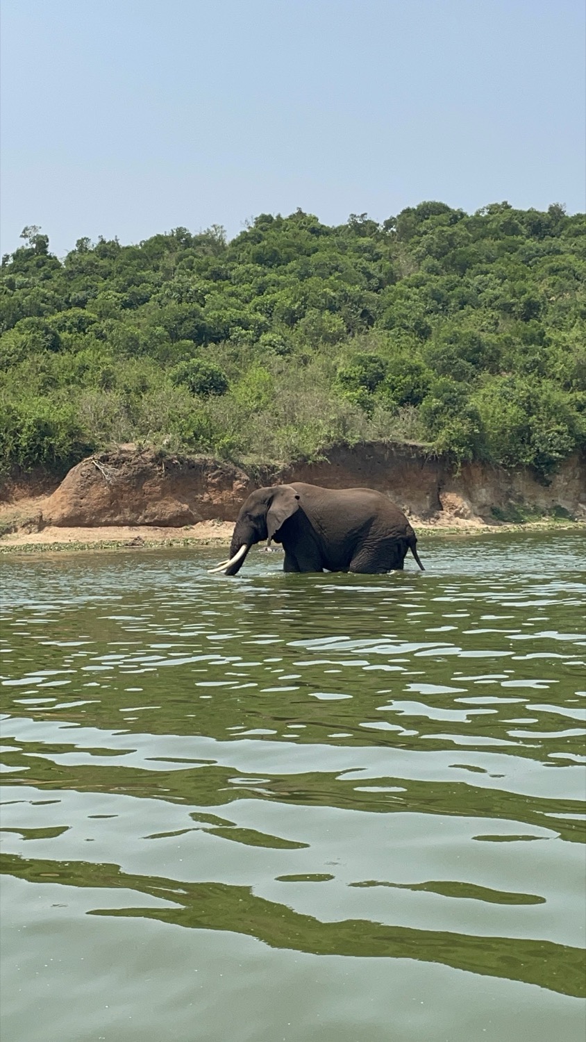 A tusked elephant wades through a wide green river beside a wooded clay bank