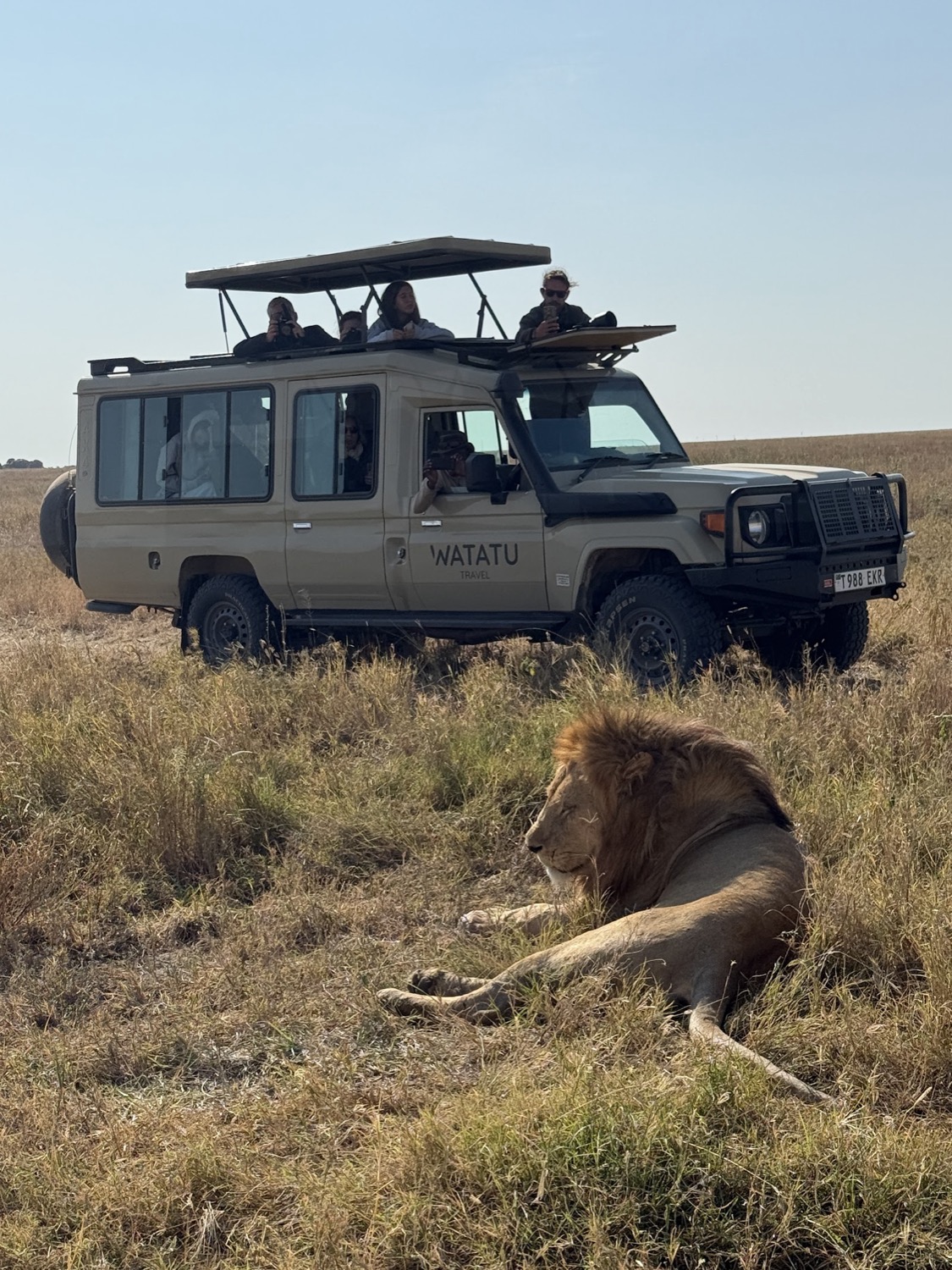 Male lion resting in dry grass as tourists photograph from an open-roof safari jeep
