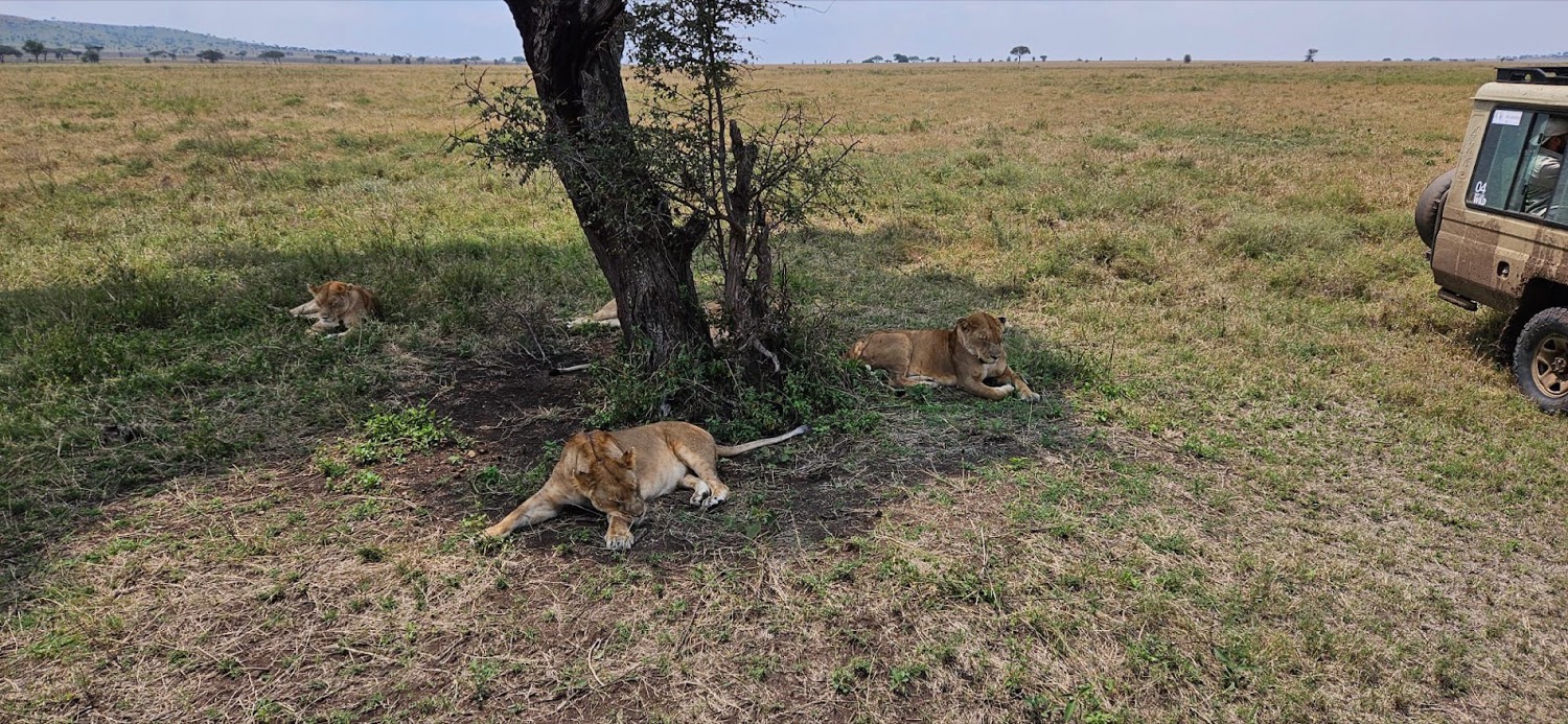 Three lionesses resting in the shade of a tree on open savanna grassland beside a safari vehicle